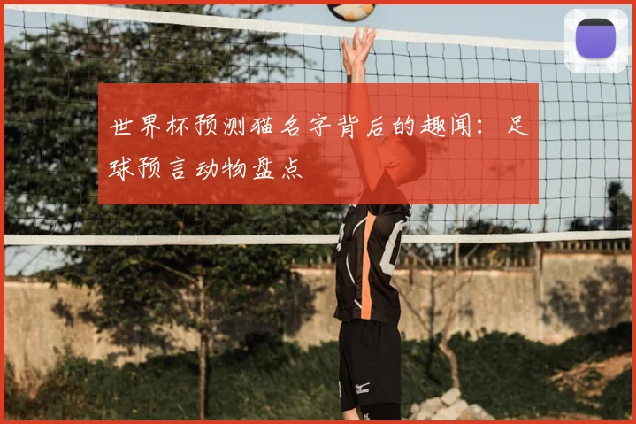 世界杯预测猫名字背后的趣闻：足球预言动物盘点